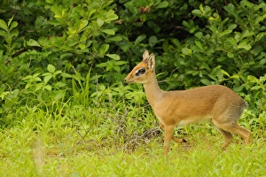 Kirk's Dik-dik (Madoqua kirkii) adult male, standing, Ruaha N. P. Tanzania