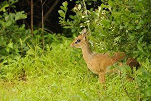 Kirk's Dik-dik (Madoqua kirkii) adult male, standing amongst vegetation, Ruaha N. P. Tanzania
