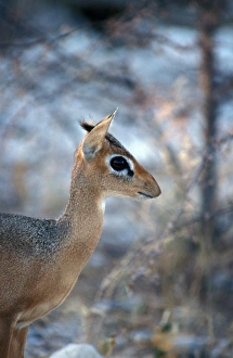Antelopes Prints: Kirks Dik Dik (Madoqua kirkii) Female / Namibia