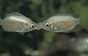 Anniversary Prints: Kissing Gourami (Helostoma temmincki) Kiss rivals to gauge strength and establish heirarchy