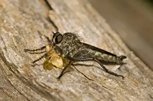 Kite-tailed Robberfly (Machimus atricapillus) adult, feeding on prey, Downe Bank Nature Reserve, North Downs, Kent
