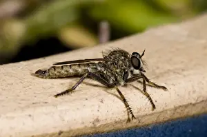 Kite-tailed Robberfly (Machimus atricapillus) adult, basking on edge of flowerpot in garden, Belvedere, Kent, England