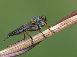 Kite-tailed Robberfly (Machimus atricapillus) adult male, resting on stem, Cannobina Valley, Italian Alps, Piedmont