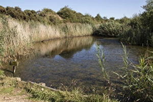 Kits Pond at Fingringhoe Wick Nature Reserve
