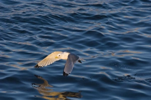 Seagull Prints: Kittiwake (Rissa tridactyla) adult