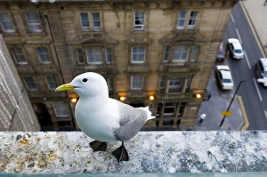Kittiwake (Rissa tridactyla) adult, nesting on building in city centre, Newcastle, Tyne and Wear, England, june