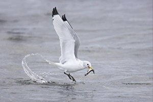 Seagull Prints: Kittiwake (Rissa tridactyla) adult