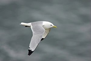 Seagull Prints: Kittiwake (Rissa tridactyla) adult