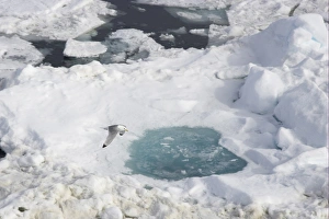 Kittiwake (Rissa tridactyla) adult, summer plumage, in flight over sea ice, Spitsbergen, Svalbard