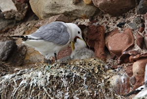 Castles Prints: Kittiwake (Rissa tridactyla) adult feeding chick