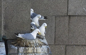 Centres Prints: Kittiwake (Rissa tridactyla) adults