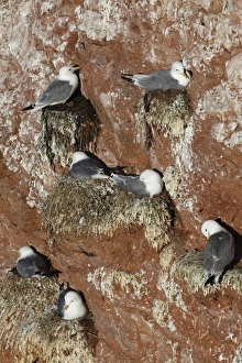 Kittiwake (Rissa tridactyla) adults, breeding colony, nesting on sea cliffs, Heligoland, Schleswig-Holstein, Germany