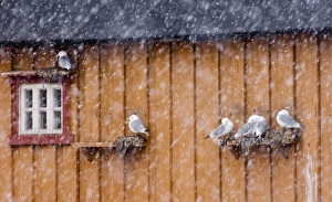 Kittiwake (Rissa tridactyla) adults, nesting on building in blizzard, Vardo, Finnmark, Norway, march