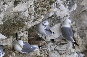 Seagull Prints: Kittiwake (Rissa tridactyla) adults and juvenile, nesting colony on cliff, Scotland, july