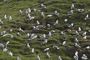 Seagull Prints: Kittiwake (Rissa tridactyla) flock