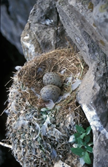 Seagull Prints: Kittiwake (Rissa tridactyla) Nest with eggs