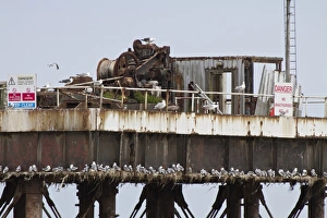 Station Prints: Kittiwakes nest on offshore rig part of the magnox south, Sizewell A - Suffolk