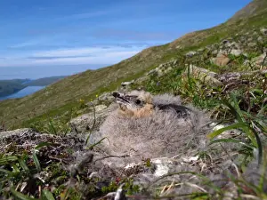 Slopes Prints: Kittlitzs Murrelet (Brachyramphus brevirostris) chick, about two days from fledging