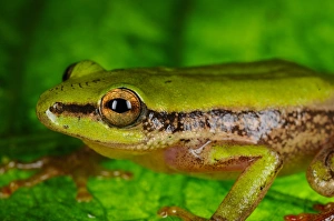 Frog Prints: Kivu Reed Frog (Hyperolius kivuensis) adult