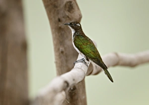 Klaas's Cuckoo (Chrysococcyx klaas) adult female, perched on railing, Niokolo-Koba, Senegal, january