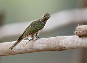 Cuckoos Prints: Klaas's Cuckoo (Chrysococcyx klaas) immature