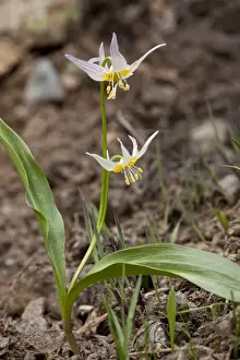 Klamath Prints: Klamath Fawn Lily (Erythronium klamathense) flowering
