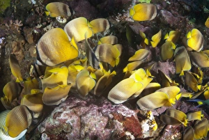 Lembeh Prints: Kleins Butterflyfish (Chaetodon kleinii) adults