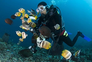 Dive Prints: Kleins Butterflyfish (Chaetodon kleinii) shoal