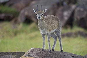Klipspringer (Oreotragus oreotragus) adult, standing on rock, Serengeti N. P. Tanzania, november