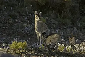 Suckles Prints: Klipspringer (Oreotragus oreotragus) adult female with young
