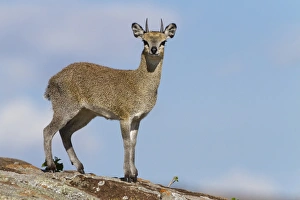 Serengeti Prints: Klipspringer (Oreotragus oreotragus) adult male