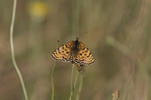 Bulgaria Prints: Knapweed Fritillary, male. Easten Europe, Bulgaria Melitaea phoebe punica
