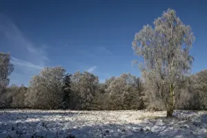 Wintry Prints: Knettishall Heath is one of Suffolks largest surviving areas of Breckland heath now managed by the Suffolk Wildlife