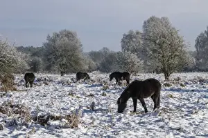 Knettishall Heath is one of Suffolks largest surviving areas of Breckland heath now managed by the Suffolk Wildlife