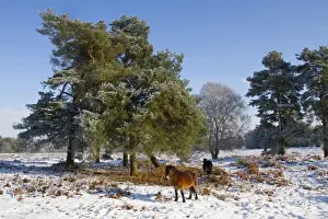 Knettishall Heath is one of Suffolks largest surviving areas of Breckland heath now managed by the Suffolk Wildlife
