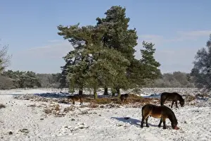 Knettishall Heath is one of Suffolks largest surviving areas of Breckland heath now managed by the Suffolk Wildlife