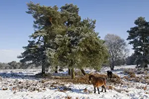 Knettishall Heath is one of Suffolks largest surviving areas of Breckland heath now managed by the Suffolk Wildlife