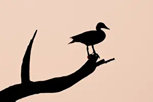 Keoladeo Ghana Prints: Knob-billed Goose (Sarkidiornis melanotos) adult female