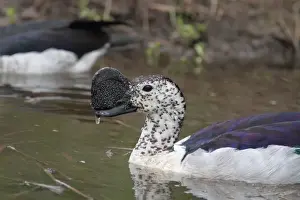 Knob-billed Goose (Sarkidiornis melanotos) adult male, close-up of head and chest, swimming, Kruger N. P. South Africa