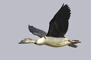 Knob-billed Goose (Sarkidiornis melanotos) adult male, in flight, Keoladeo Ghana N. P. (Bharatpur), Rajasthan, India