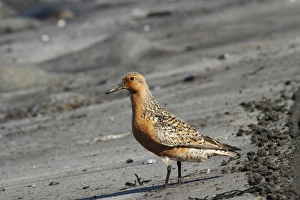 Sandy Prints: Knot (Calidris canutus) adult, breeding plumage