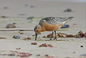 Feathers Prints: Knot (Calidris canutus) adult, summer plumage with few retained winter feathers