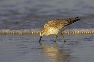 Knot Prints: Knot (Calidris canutus) adult, winter plumage
