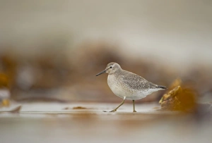 Knot (Calidris canutus) adult, winter plumage, foraging amongst seaweed on beach, Shetland Islands, Scotland, september