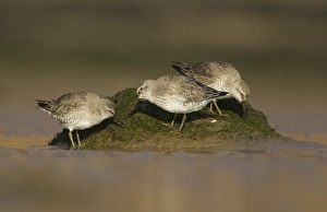 Knot Prints: Knot (Calidris canutus) three adults