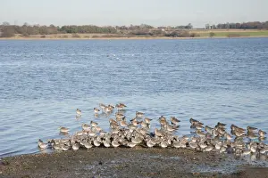 Knot Prints: Knot (Calidris canutus) and Black-tailed Godwit (Limosa limosa) flock