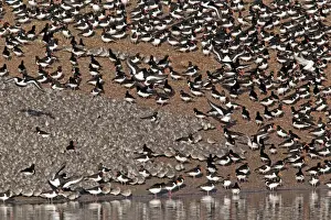 Knot Prints: Knot (Calidris canutus) and Eurasian Oystercatcher (Haematopus ostralegus) flock