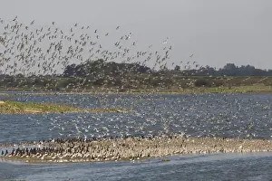 Knot (Calidris canutus) and Eurasian Oystercatcher (Haematopus ostralegus) mixed flock, in flight over coastal lagoon habitat, Snettisham, Norfolk, England, november