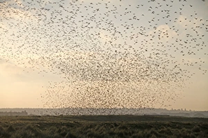 Knot Prints: Knot (Calidris canutus) flock, in flight