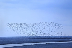 Knot (Calidris canutus) flock, in flight, with other waders over mudflats in estuary habitat at low tide